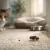 Can Fleas Live Indoors? What Keeps Them Going