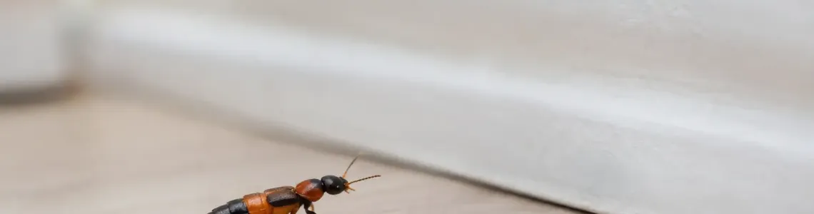 Rove Beetles in Your Home: What to Do Next