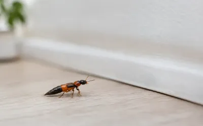 Rove Beetles in Your Home: What to Do Next