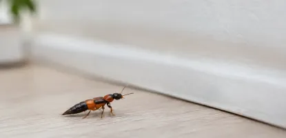 Rove Beetles in Your Home: What to Do Next