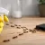 How to Get Rid of Charlie Ants Without Touching Them