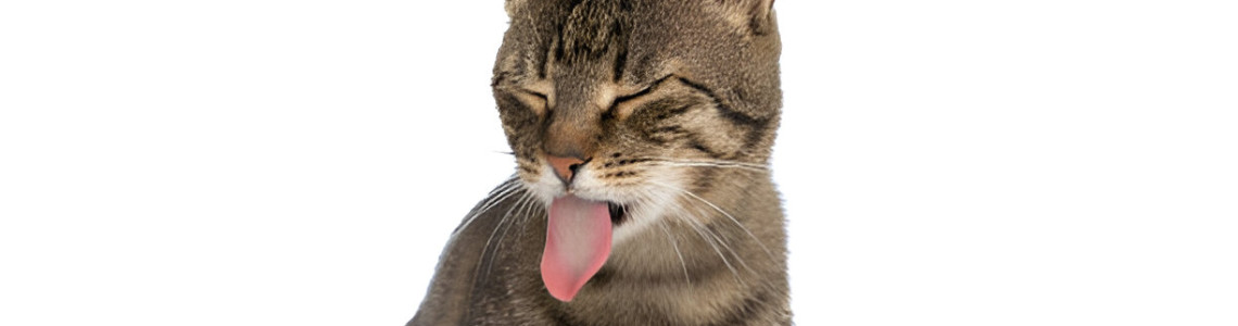 How to Keep Cats Out of Your Garden - Essential Tips and Tricks How to Keep Cats Out of Your Garden - Essential Tips and Tricks
