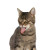 How to Keep Cats Out of Your Garden - Essential Tips and Tricks