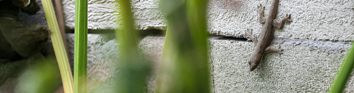 The Ultimate Guide to Lizard Repellent for a Clean and Hygienic Home The Ultimate Guide to Lizard Repellent for a Clean and Hygienic Home