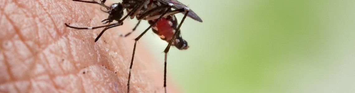 How to Keep Mosquitoes Away: Best Indoor and Outdoor Tips How to Keep Mosquitoes Away: Best Indoor and Outdoor Tips