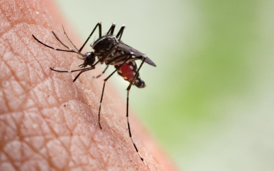 How to Keep Mosquitoes Away: Best Indoor and Outdoor Tips