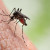 How to Keep Mosquitoes Away: Best Indoor and Outdoor Tips