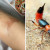 Rove Beetles Beware: Effective Ways to Protect Your Home from These Toxic Pests