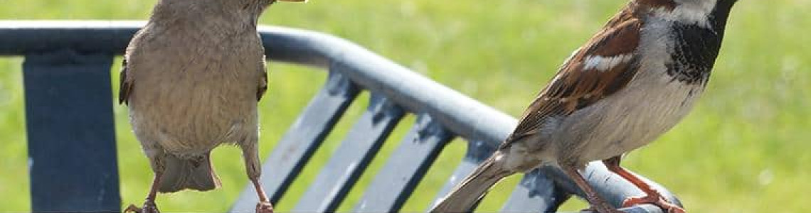 How to Keep Birds Away: Effective and Humane Solutions for Outdoor Spaces