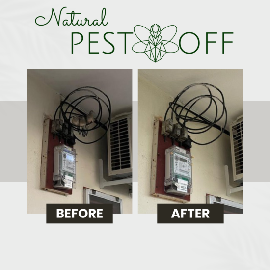 PestOff Bird Repellent Spray Natural Effective for Repel All Birds Bird free Halau Burung Pigeon Repellent Halau Merpati Oil Based