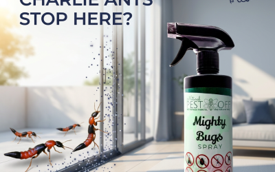 What Attracts Charlie Ants to Your Home?