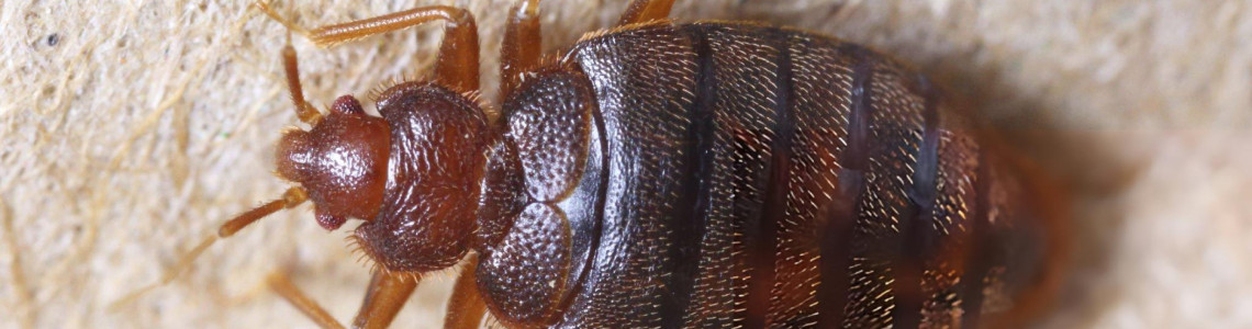 Bed Bugs and Fleas Beware: Effective Ways to Protect Your Home from These Hidden Pests Bed Bugs and Fleas Beware: Effective Ways to Protect Your Home from These Hidden Pests