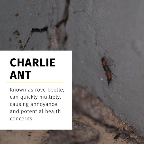 PestOff Mighty Bugs Spray Kill Charlie Ant Bunuh Semut Charlie on Contact Fast-Acting Formula Hapus Sarang Semut