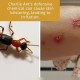 PestOff Mighty Bugs Spray Kill Charlie Ant Bunuh Semut Charlie on Contact Fast-Acting Formula Hapus Sarang Semut