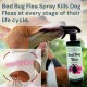 PestOff Bed Bug Flea Spray Kill Bed Bug Bunuh Pepijat Fast-Acting Hapus Pijat Tilam Semulajadi Safe for Kids and Pets PestOff Bed Bug Flea Spray Kill Bed Bug Bunuh Pepijat Fast-Acting Hapus Pijat Tilam Semulajadi Safe for Kids and Pets