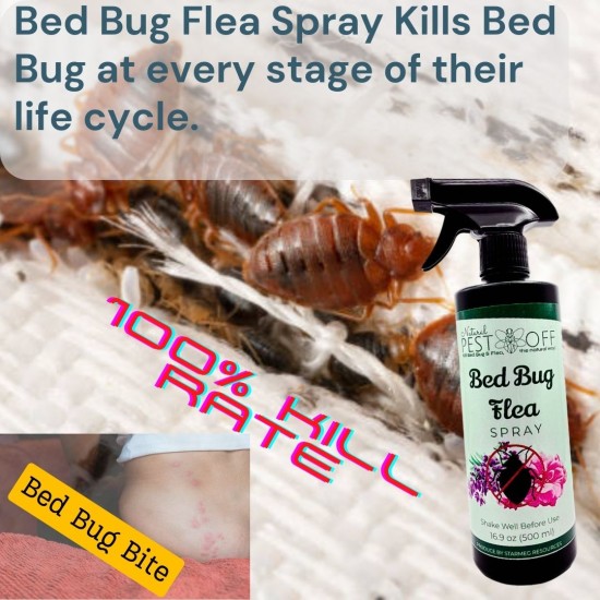 PestOff Bed Bug Flea Spray Kill Bed Bug Bunuh Pepijat Fast-Acting Hapus Pijat Tilam Semulajadi Safe for Kids and Pets PestOff Bed Bug Flea Spray Kill Bed Bug Bunuh Pepijat Fast-Acting Hapus Pijat Tilam Semulajadi Safe for Kids and Pets