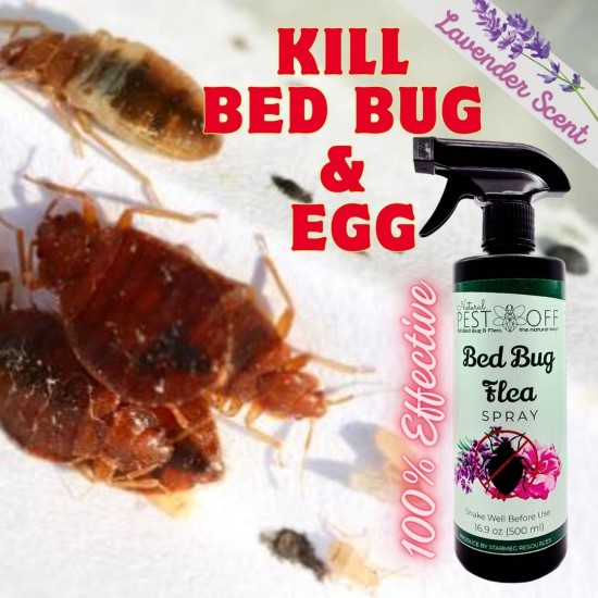 PestOff Bed Bug Flea Spray Kill Bed Bug Bunuh Pepijat Fast-Acting Hapus Pijat Tilam Semulajadi Safe for Kids and Pets PestOff Bed Bug Flea Spray Kill Bed Bug Bunuh Pepijat Fast-Acting Hapus Pijat Tilam Semulajadi Safe for Kids and Pets