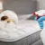 How Bed Bug Spray for Mattresses Works