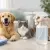 Pet Safe Disinfectant Spray: Clean Without Worry