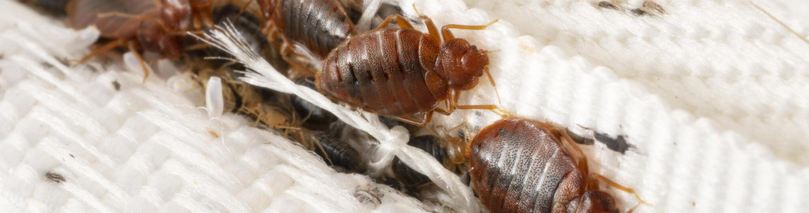 PestOff Bed Bug Spray: Harnessing the Power of Essential Oils and Geraniol for Effective Bed Bug Elimination