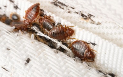PestOff Bed Bug Spray: Harnessing the Power of Essential Oils and Geraniol for Effective Bed Bug Elimination