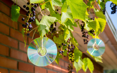 How to Bird-Proof Your Balcony and Outdoor Spaces