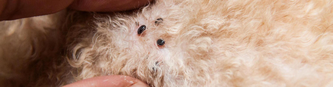 Unveiling the Secrets of Flea Control: An Exclusive Interview with a Veterinarian