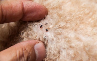 Unveiling the Secrets of Flea Control: An Exclusive Interview with a Veterinarian
