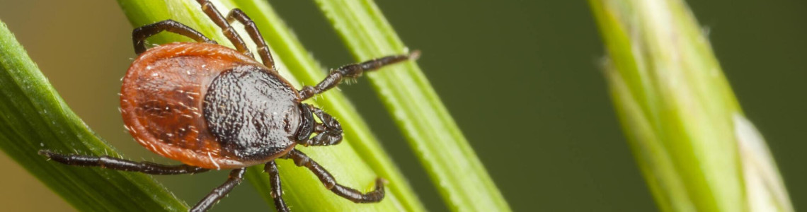 Dealing with Bugs | How to Handle Common Insects in Your Home and Garden Dealing with Bugs | How to Handle Common Insects in Your Home and Garden