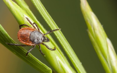 Dealing with Bugs | How to Handle Common Insects in Your Home and Garden