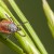 Dealing with Bugs | How to Handle Common Insects in Your Home and Garden