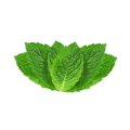 Peppermint 