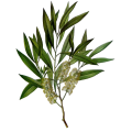 Tea Tree 